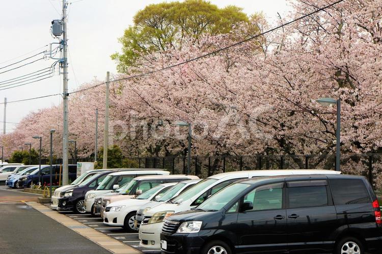 駐車場の桜並木 さくら,桜並木,並木道の写真素材