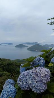 Hydrangeas of Mt. Shiude 12, JPG