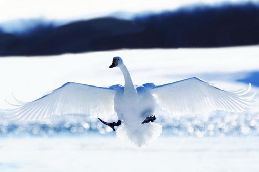 白鳥 白鳥の写真