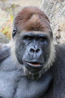 ニシゴリラ ニシゴリラの写真