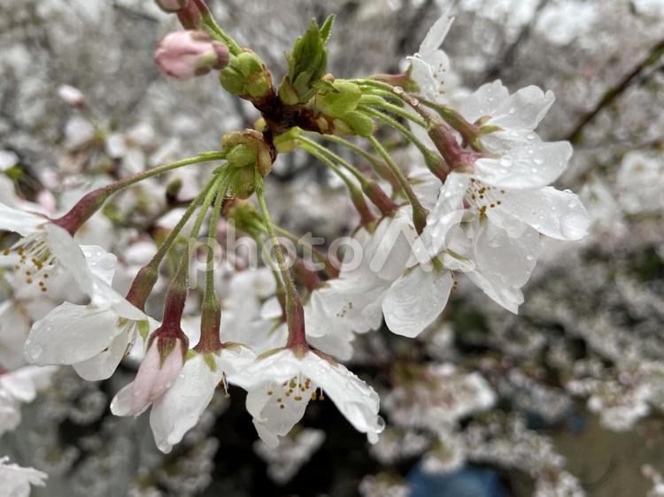 雨の桜 チェリー,春,屋外での写真素材