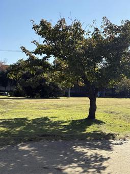 木陰 青空,木,自然の写真素材