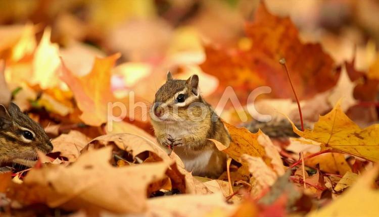 秋の紅葉の中のシマリス　野生動物 秋,紅葉,シマリスの写真素材