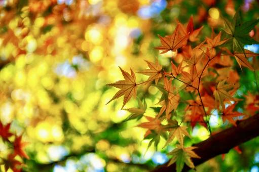 もみじの写真