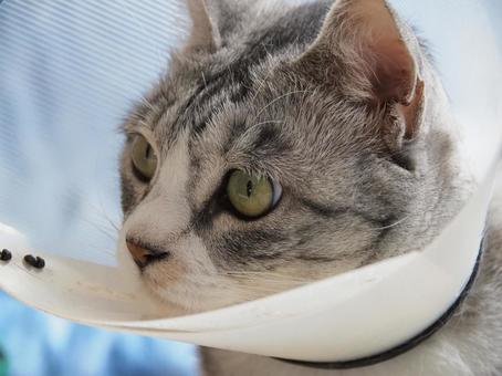 猫の顔 ねこ,ペット,ネコの写真素材