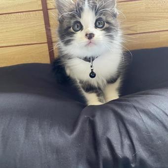 猫 猫の写真