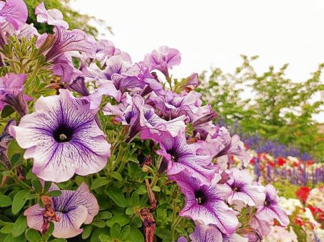 紫のペチュニア群 紫のペチュニア群 ペチュニア,自然,花の写真素材