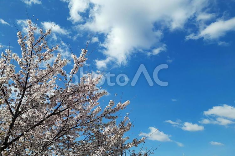 桜と青空１　コピースペース 桜,さくら,背景の写真素材
