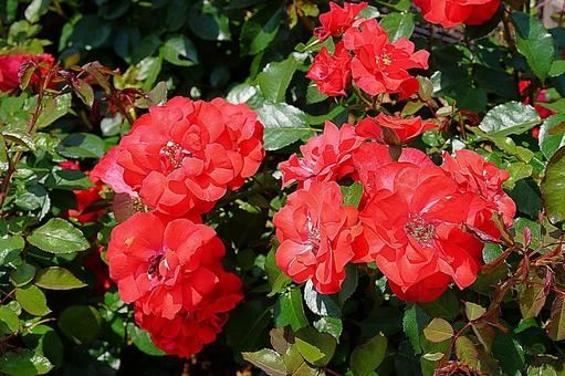 荒牧バラ園690　グルースアンバイエルン 兵庫県,荒牧バラ園,バラの写真素材