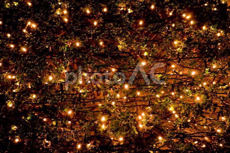 イルミネーションの街路樹 イルミネーション,クリスマスツリー,電飾の写真素材