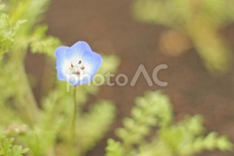 咲き始めのネモフィラ ネモフィラ,春の花,春の写真素材