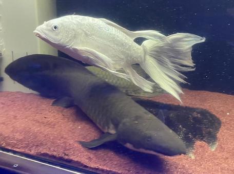 Photo, fish, breeding, carp, 