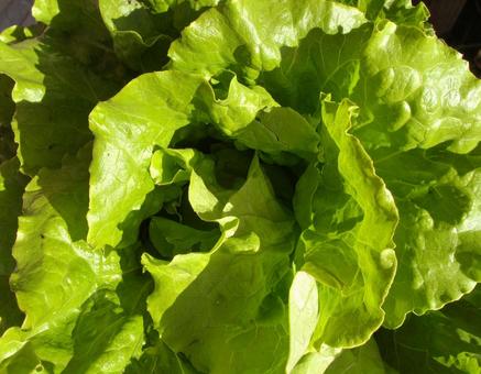 野菜畑 3の写真