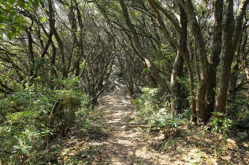 由良岬灯台と由良岬御所跡への道 由良岬灯台と由良岬御所跡への道 由良岬灯台,由良岬,灯台の写真素材