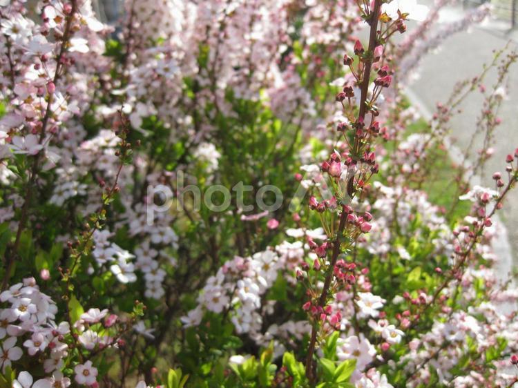 ベニバナユキヤナギ。合言葉は「愛らしさ」。 花,小花,早春の写真素材