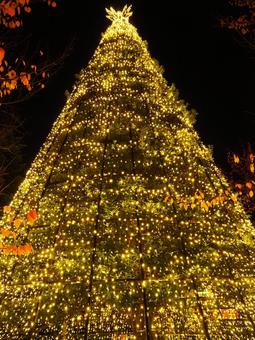 ツリー ツリー クリスマスツリー,イルミネーション,夜景の写真素材