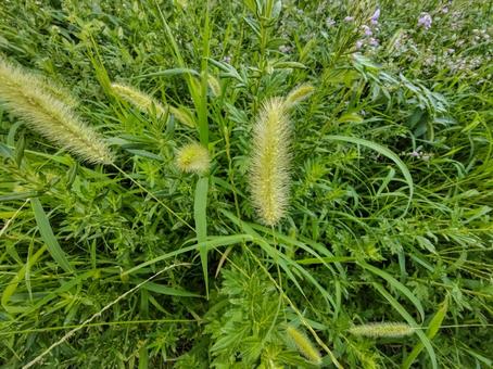 エネコロクサ 草,雑草,エネコロクサの写真素材