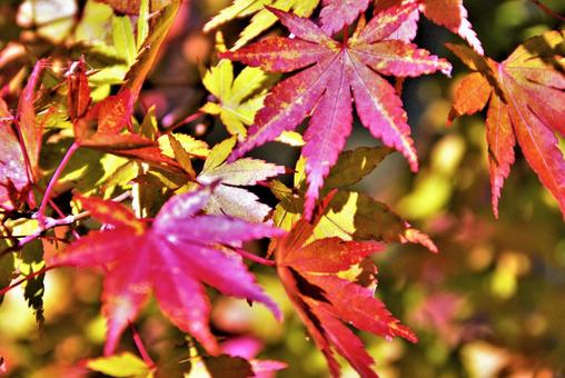 紅葉もみじ 紅葉もみじの写真