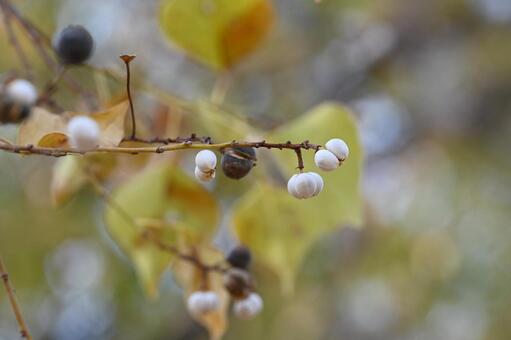 ナンキンハゼ ナンキンハゼ,木,果実の写真素材