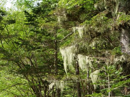 鳳凰三山のドンドコ沢登山道 鳳凰三山のドンドコ沢登山道 鳳凰三山,ドンドコ沢,地蔵ヶ岳の写真素材
