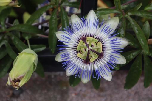 パッションフラワー パッションフラワーの写真