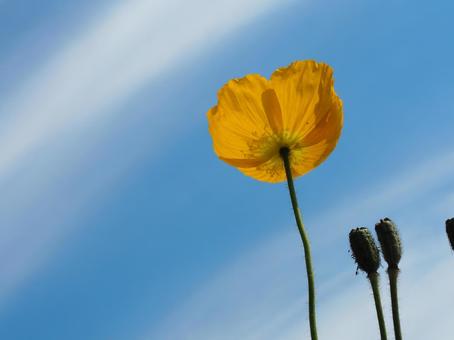 コスモスの花とつぼみ　背景素材 コスモス,イエロー,秋の写真素材