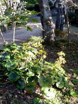 郊外の林道に咲くツワブキの花 ツワブキ,植物,花の写真素材