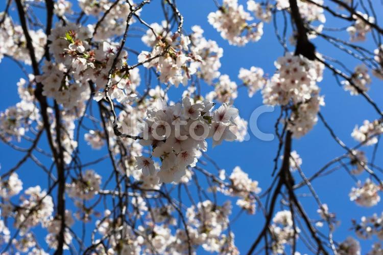 ソメイヨシノと青空 春,木,自然の写真素材