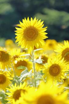 2025 Sunflower 13, JPG 2025 Sunflower 13, JPG