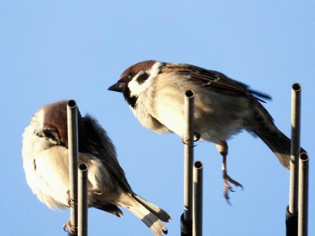 アンテナにつかまるペアのスズメの写真