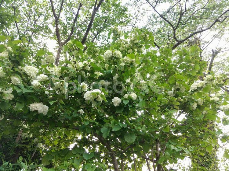 野生のアジサイの花　白 あじさい,アジサイ,紫陽花の写真素材