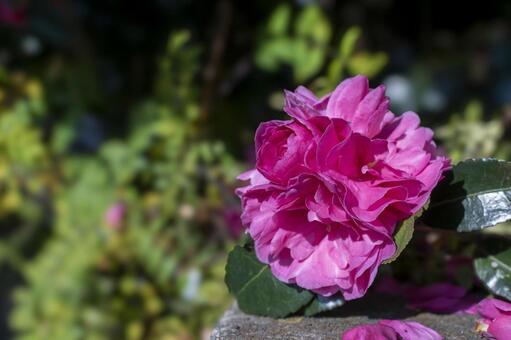 サザンカ サザンカ,山茶花,カンツバキの写真素材