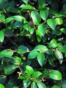 鮮やかな葉っぱ 葉っぱ,植物,自然の写真素材