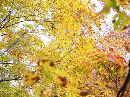 紅葉（雨飾山）の写真