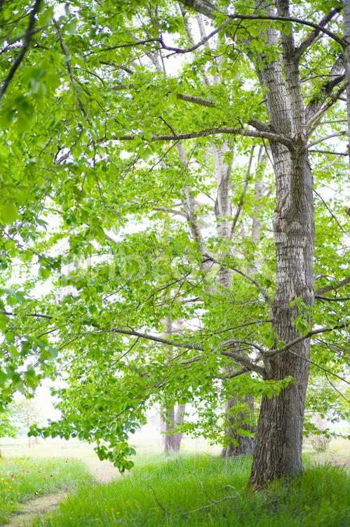 新緑が美しい公園 帯広の森,新緑が美しい公園,緑の写真素材