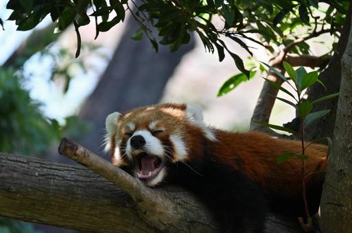 レッサーパンダ レッサーパンダの写真