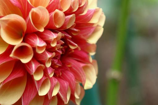 色鮮やかな大輪 色鮮やかな大輪 ダリア,花,キク科の植物の写真素材