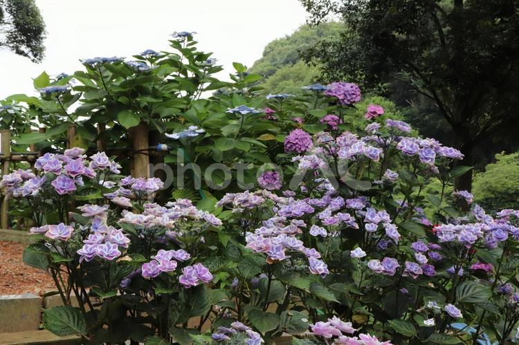茨城県潮来市　二本松寺　あじさいの杜 あじさい,アジサイ,紫陽花の写真素材