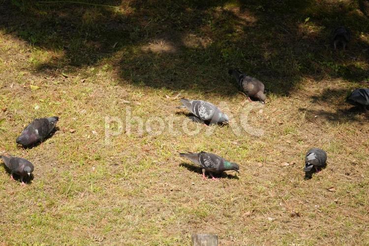 餌を探す鳩の群れ ハト,鳩,鳥の写真素材