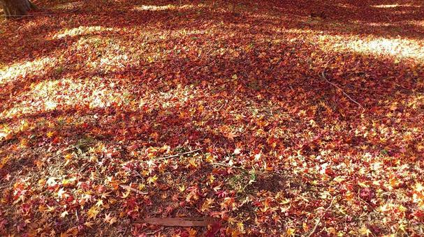 A carpet of autumn leaves, JPG A carpet of autumn leaves, JPG