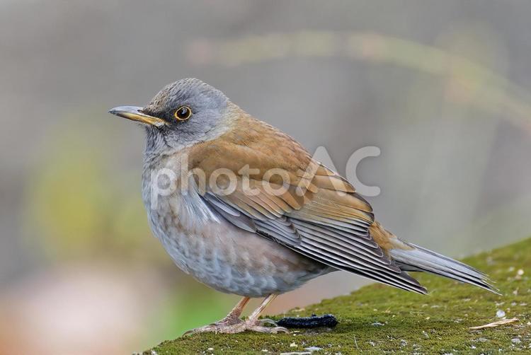 お腹を膨らますシロハラ シロハラ,白腹,渡り鳥の写真素材