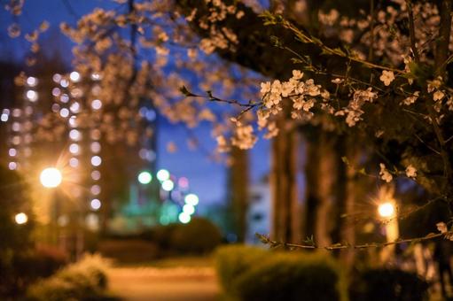 別所沼公園の夜桜 別所沼公園の夜桜 桜,夜桜,花見の写真素材