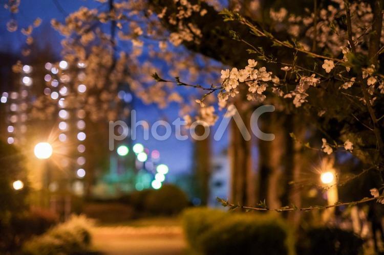 別所沼公園の夜桜 桜,夜桜,花見の写真素材