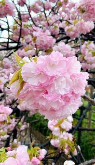 Double cherry blossom, JPG Double cherry blossom, JPG