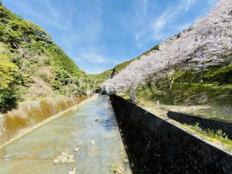 桜並木と清流が織り成す春景色 桜,並木,清流の写真素材