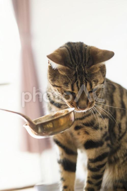 おたまを見るベンガル猫 猫,ベンガル,ベンガル猫の写真素材