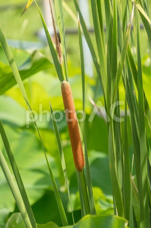 蓮沼のヒメガマ ヒメガマ,ガマの穂,池の写真素材