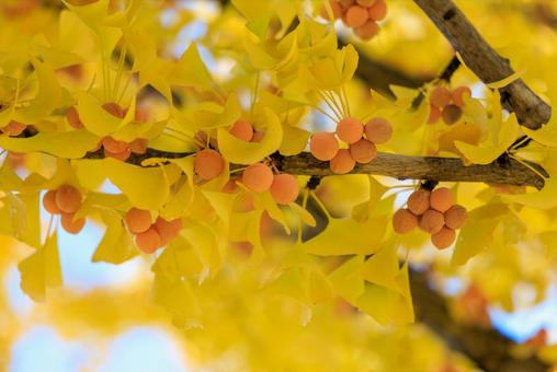 銀杏 銀杏,ギンナン,ぎんなんの写真素材