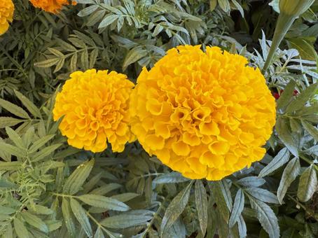 マリーゴールド(黄花) マリーゴールド(黄花)の写真