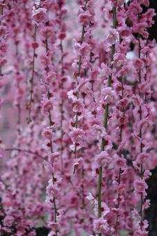 ウメの花 ウメの花 ウメ,花,植物の写真素材